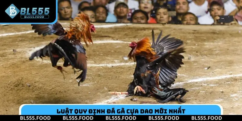 Luật quy định đá gà cựa dao mới nhất