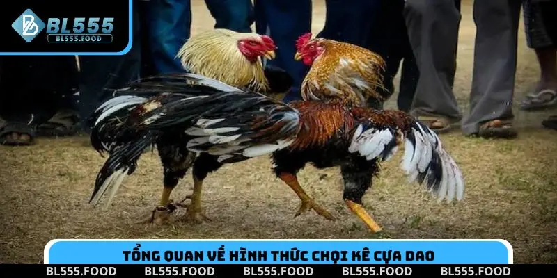 Tổng quan về hình thức chọi kê cựa dao